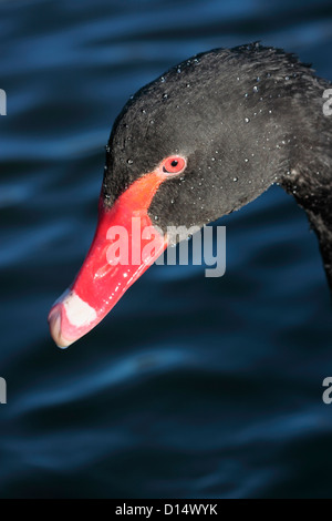 Black Swan la testa stretta contro acque torbide sfondo Foto Stock
