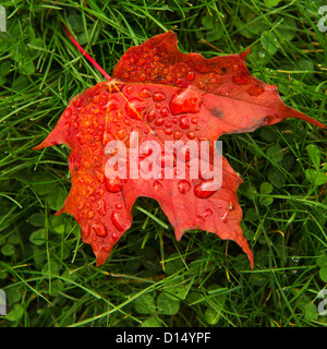 Stati Uniti d'America, Maine, Wet autumn leaf sull'erba Foto Stock