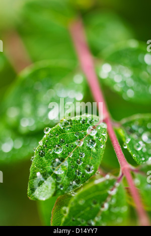 Stati Uniti d'America, Maine, Camden, Close-up di goccioline sulle foglie Foto Stock