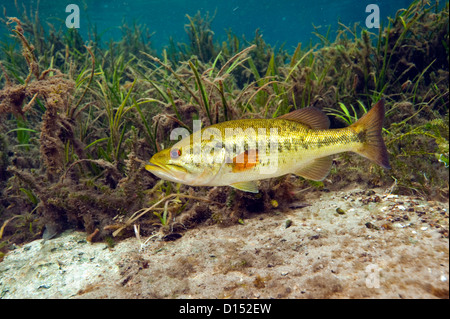 Un maschio grande bocca bass, micropterus salmoides, protegge il suo nido nel fiume arcobaleno nel nord-ovest della Florida, Stati Uniti. Foto Stock