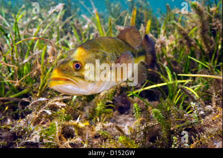 Un maschio grande bocca bass, micropterus salmoides, protegge il suo nido nel fiume arcobaleno nel nord-ovest della Florida, Stati Uniti. Foto Stock