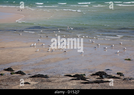 Gabbiani reali - Larus argentatus in acque poco profonde a Porthminster Beach, St Ives, Cornwall, Regno Unito Foto Stock