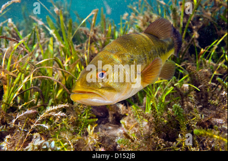 Un maschio grande bocca bass, micropterus salmoides, protegge il suo nido nel fiume arcobaleno nel nord-ovest della Florida, Stati Uniti. Foto Stock