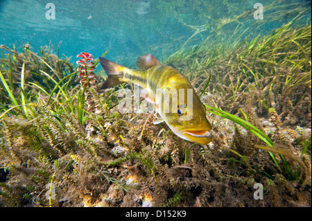 Un maschio grande bocca bass, micropterus salmoides, protegge il suo nido nel fiume arcobaleno nel nord-ovest della Florida, Stati Uniti. Foto Stock