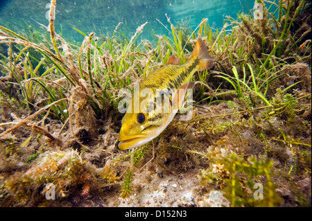 Un maschio grande bocca bass, micropterus salmoides, protegge il suo nido nel fiume arcobaleno nel nord-ovest della Florida, Stati Uniti. Foto Stock