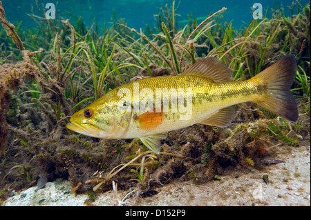 Un maschio grande bocca bass, micropterus salmoides, protegge il suo nido nel fiume arcobaleno nel nord-ovest della Florida, Stati Uniti. Foto Stock