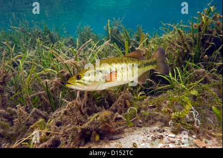 Un maschio grande bocca bass, micropterus salmoides, protegge il suo nido nel fiume arcobaleno nel nord-ovest della Florida, Stati Uniti. Foto Stock