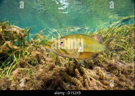 Un maschio grande bocca bass, micropterus salmoides, protegge il suo nido nel fiume arcobaleno nel nord-ovest della Florida, Stati Uniti. Foto Stock