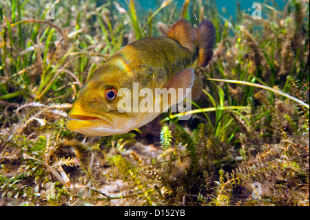 Un maschio grande bocca bass, micropterus salmoides, protegge il suo nido nel fiume arcobaleno nel nord-ovest della Florida, Stati Uniti. Foto Stock