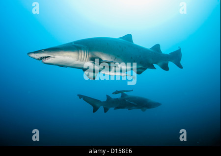 Sabbia squali tigre, Carcharias taurus, nuotare vicino a un naufragio al largo Morehead City, North Carolina, Stati Uniti Foto Stock