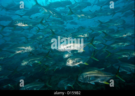 Jack Crevalle, Caranx hippos, sciame un poco profonda offshore reef Palm Beach County, Florida, Stati Uniti. Foto Stock