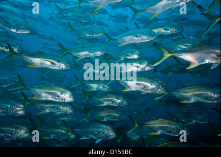 Jack Crevalle, Caranx hippos, sciame un poco profonda offshore reef Palm Beach County, Florida, Stati Uniti. Foto Stock