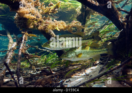 Grande bocca bass, micropterus salmoides, riposo sotto una fitta vegetazione e rami caduti nel fiume arcobaleno, FL Foto Stock