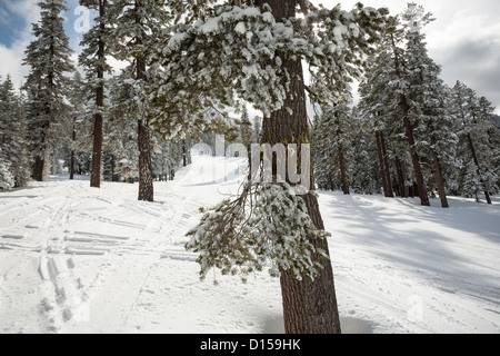 Svuotare ski run a Tahoe resort con la neve sugli alberi, le tracce nella neve fresca e un cielo che va dal blu al Grigio tempesta. Foto Stock