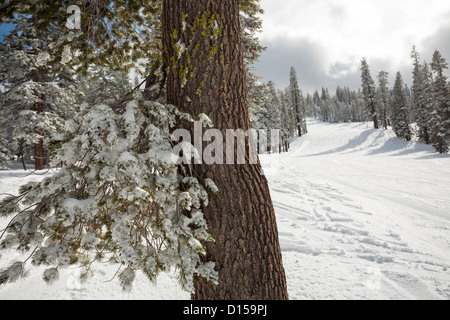 La neve si aggrappa ad albero sul lato di vuoto ski run a Tahoe resort con piste da sci in neve fresca e Grigio tempesta Sun con sun. Foto Stock