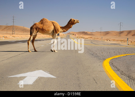 Attraversamento del cammello autostrada nel deserto del Negev. Israele. Foto Stock