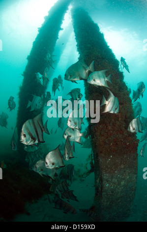 Atlantic Spadefish, Chaetodipterus faber, raccogliere circa le palificazioni di Juno Beach molo di Juno Beach, Florida, Stati Uniti Foto Stock