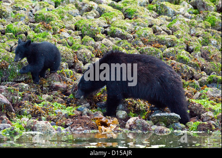 Orso nero, Ursus americanus vancouveri, alla ricerca di cibo a bassa marea lungo la spiaggia di Clayoquot Sound, Isola di Vancouver, BC Foto Stock