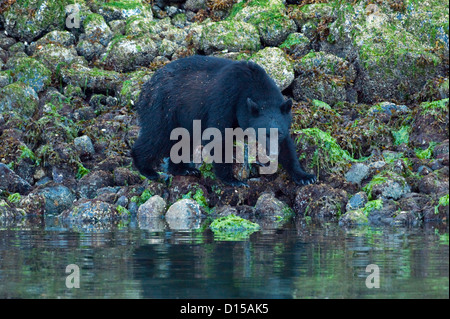 Orso nero, Ursus americanus vancouveri, alla ricerca di cibo a bassa marea lungo la spiaggia di Clayoquot Sound, Isola di Vancouver, BC Foto Stock