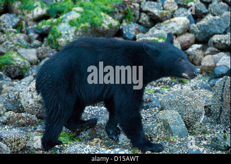 Orso nero, Ursus americanus vancouveri, alla ricerca di cibo a bassa marea lungo la spiaggia di Clayoquot Sound, Isola di Vancouver, BC Foto Stock