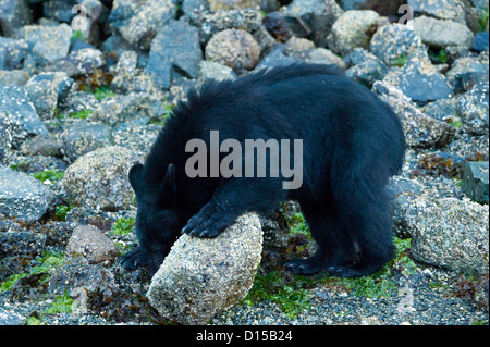 Orso nero, Ursus americanus vancouveri, alla ricerca di cibo a bassa marea lungo la spiaggia di Clayoquot Sound, Isola di Vancouver, BC Foto Stock
