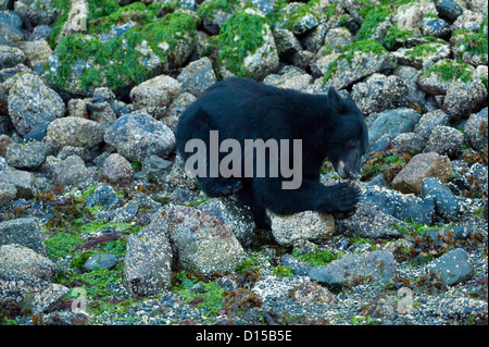Orso nero, Ursus americanus vancouveri, alla ricerca di cibo a bassa marea lungo la spiaggia di Clayoquot Sound, Isola di Vancouver, BC Foto Stock