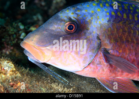 Un Doublebar o Two-Barred Goatfish, Parupeneus bifasciatus Foto Stock