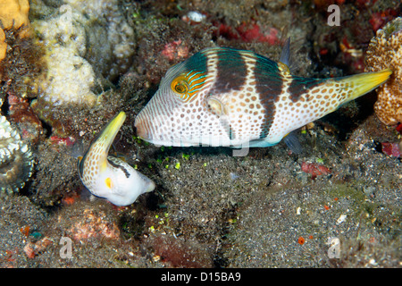 Coppia di Pufferfish di San Valentino o Toby, Canthigaster valentini. Femmina più piccolo sulla sinistra che prepara il substrato per deporre le uova. Foto Stock