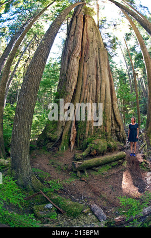 Un 1.000 anno vecchio albero affettuosamente chiamato Big Cedar nani una persona su Hanson Island, British Columbia, Canada. Foto Stock