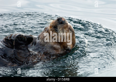 Una sea otter, Enhydra lutris, si appoggia sulla superficie del passaggio interno, Isola di Vancouver, British Columbia, Canada Foto Stock