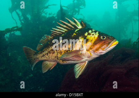 Un pesce di rame, Sebastes caurinus, si nasconde tra il fuco del passaggio di doratura in Isola di Vancouver, British Columbia, Canada Foto Stock