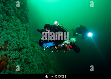 Sub nuota lungo la invertebrato pareti incrostate di passaggio di doratura in Isola di Vancouver, British Columbia, Canada Foto Stock