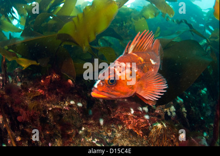 Un pesce di rame, Sebastes caurinus, si nasconde tra il kep del passaggio di doratura in Isola di Vancouver, British Columbia, Canada