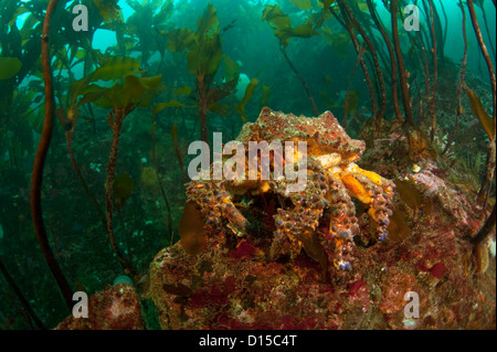 Un Puget Sound re granchio, Lopholithodes mandtii, poggia tra l'alga marina nel passaggio di rilevamento, l'isola di Vancouver, British Columbia, Foto Stock