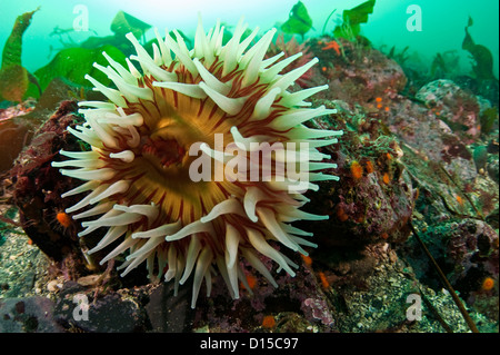 Il Fish-Eating Anemone, Urticina piscivora, è un comune specie anemone nel passaggio di doratura in Isola di Vancouver, British Columb Foto Stock