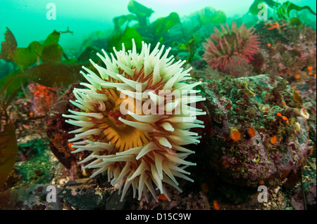 Il Fish-Eating Anemone, Urticina piscivora, è un comune specie anemone nel passaggio di doratura in Isola di Vancouver, British Columb Foto Stock
