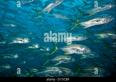 Jack Crevalle, Caranx hippos, sciame un poco profonda offshore reef Palm Beach County, Florida, Stati Uniti. Foto Stock