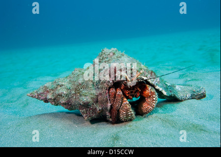 Rossa gigante granchio eremita, Petrochirus Diogene, fotografato offshore di Palm Beach, Florida, Stati Uniti. Foto Stock