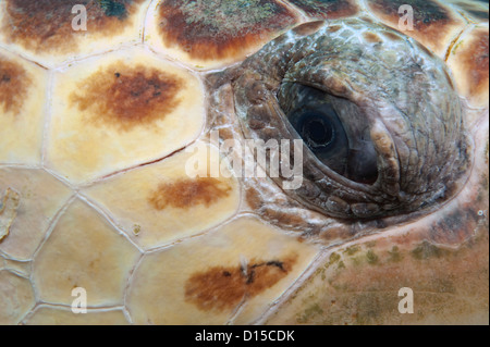 Close up dell'occhio di Tartarughe Marine, Caretta caretta Foto Stock