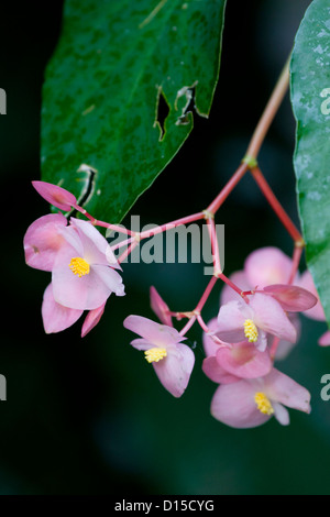 Angel Wing Begonia in un ambiente tropicale. Foto Stock