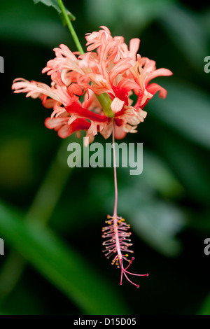 Hibiscus africana in un ambiente tropicale. Foto Stock