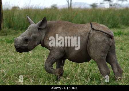 Un bambino nero (rhinocerous Diceros simum) a Lewa Downs Conservancy in Kenya Africa Foto Stock