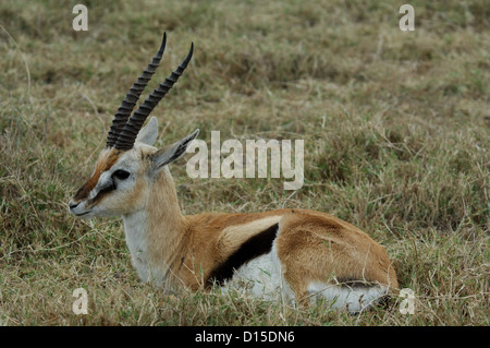 Thomson gazelle (Eudorcas thomsonii) nel Parco Nazionale del Serengeti Kenya Africa Foto Stock