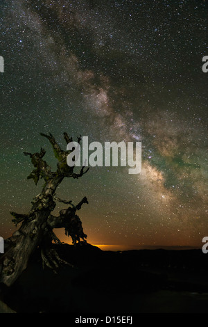 Stati Uniti d'America, Oregon, il Parco nazionale di Crater Lake, la Via Lattea e il vecchio albero di notte Foto Stock