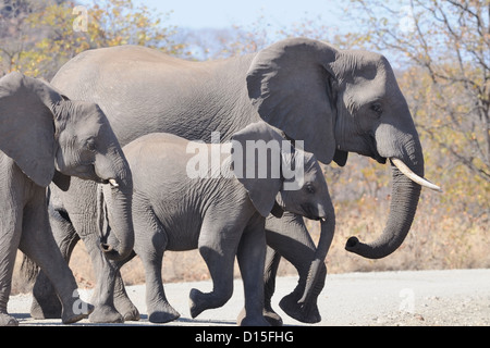 Bush africano elefanti, (Loxodonta africana), madre e i vitelli che attraversa la strada di ghiaia, Kruger National Park, Sud Africa e Africa Foto Stock