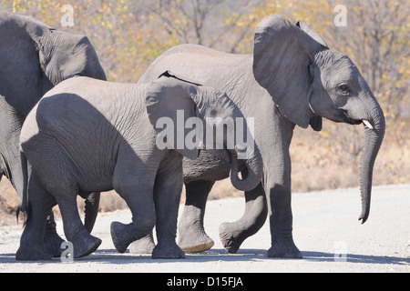 Bush africano Elefante africano (Loxodonta africana), giovani attraversando la strada di ghiaia, Kruger National Park, Sud Africa e Africa Foto Stock