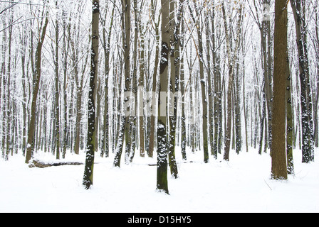Bella foresta invernale e la strada Foto Stock