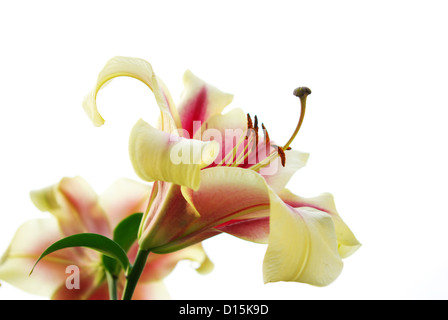 Giglio colore rosa fiore isolato su un bianco Foto Stock