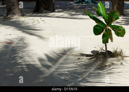Piccole palme e ombra sulla spiaggia Foto Stock
