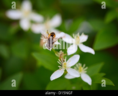 Volare come un ape su un fiore bianco - Syrphidae Foto Stock